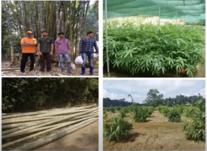 forestry ramakrishna hegde 18 Bamboo India