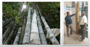 forestry ramakrishna hegde 19 Bamboo India