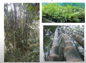 forestry ramakrishna hegde 20 Bamboo India