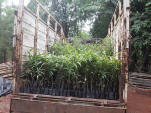 ashwaghosh bamboo 02 1 Bamboo India