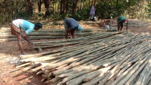 ashwaghosh bamboo 02 2 Bamboo India