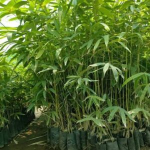 ashwaghosh bamboo 06 1 Bamboo India