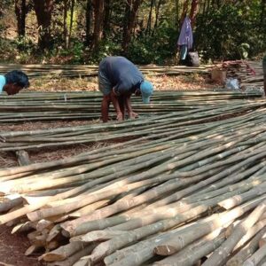 ashwaghosh bamboo 08 2 Bamboo India