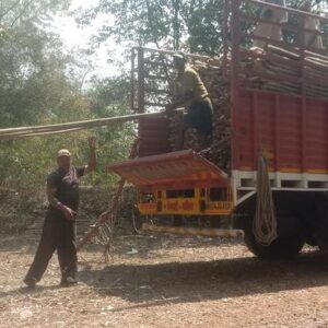 ashwaghosh bamboo 09 1 Bamboo India