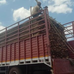 ashwaghosh bamboo 10 2 Bamboo India