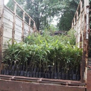 ashwaghosh bamboo 11 1 Bamboo India