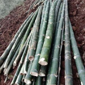 ashwaghosh bamboo 11 Bamboo India