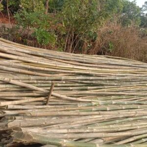 ashwaghosh bamboo 12 Bamboo India