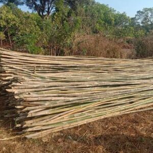 ashwaghosh bamboo 13 Bamboo India