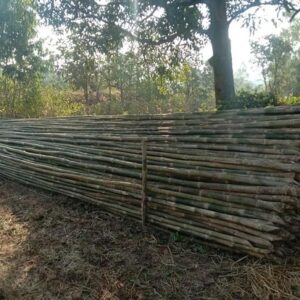 ashwaghosh bamboo 14 Bamboo India