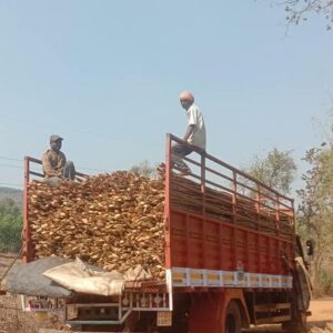 ashwaghosh bamboo 24 1 Bamboo India