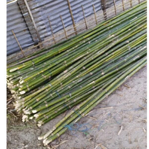 12 Feet Murli jar Bamboo Bamboo India