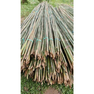 15 Feet Murli Bamboo Bamboo India