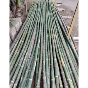 16 Feet Murli Bamboo Bamboo India