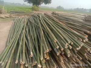 18 feet super 2 1024x768 1 Bamboo India