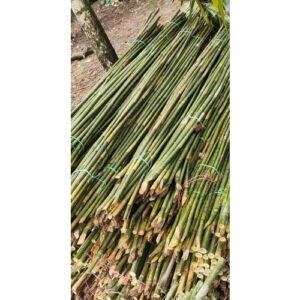 20 Feet Murli Bamboo Stick Bamboo India