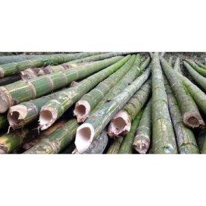 24 Feet Bullet Bamboo Bamboo India