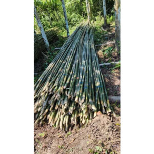 27 Feet Murli Bamboo Bamboo India