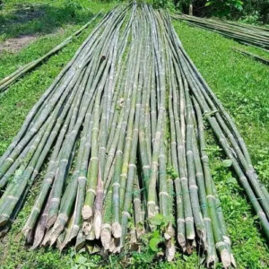 30 Feet Murli Bamboo Bamboo India