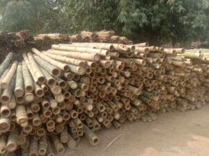 7 feet bamboo poles 1536x1152 1 Bamboo India