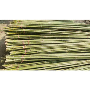 8 Feet Murli Jar Bamboo Bamboo India