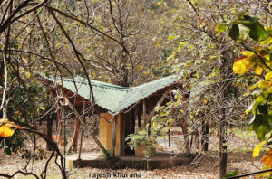 036 Copy Copy Bamboo India