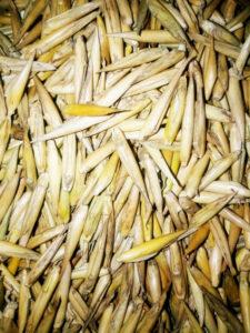 2022 05 18 2 Bamboo India