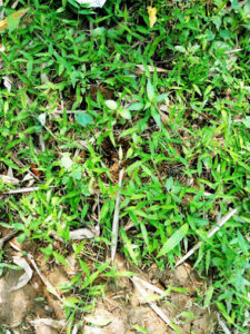 2022 05 18 Bamboo India