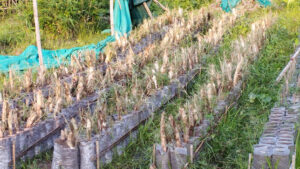 2022 05 18 3 Bamboo India