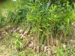 2022 05 18 4 Bamboo India