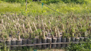 2022 05 18 5 Bamboo India