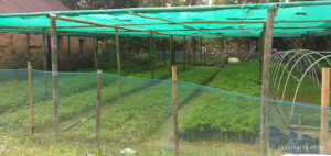 2023 01 15 Bamboo India