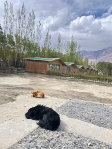 2023 06 18 2 Bamboo India