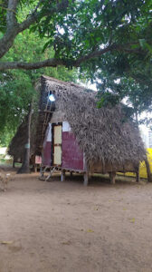 2023 11 22 Bamboo India