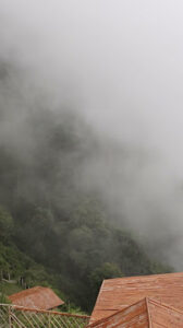 2024 12 21 1 Bamboo India