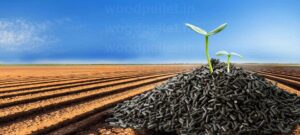 CD 1585045115732 Bamboo India