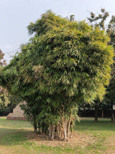 IMG 20171231 104408 Bamboo India