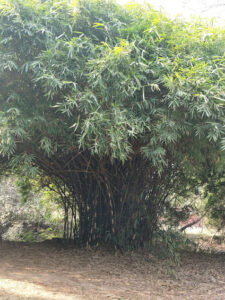 IMG 20171231 104934 Bamboo India