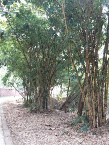 IMG 20171231 105023 Bamboo India