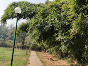 IMG 20171231 105219 Bamboo India