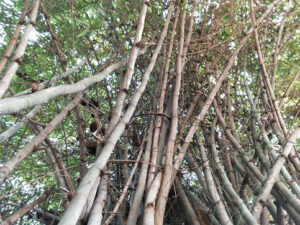 IMG 20171231 105645 Bamboo India