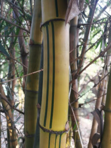 IMG 20180325 165615 Bamboo India