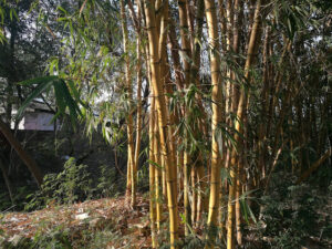 IMG 20180325 170627 Bamboo India