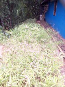 IMG 20190704 112312 Bamboo India