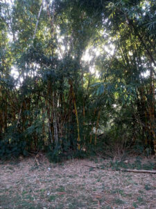 IMG 20211112 085113 Bamboo India