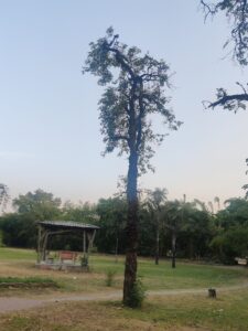 IMG 20240519 184607 Bamboo India