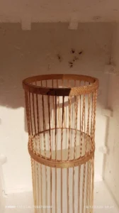 d5f3f156 b788 43a5 bfa5 b0858334a605 Bamboo India