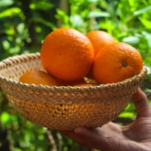 shillong bamboo 31 Bamboo India