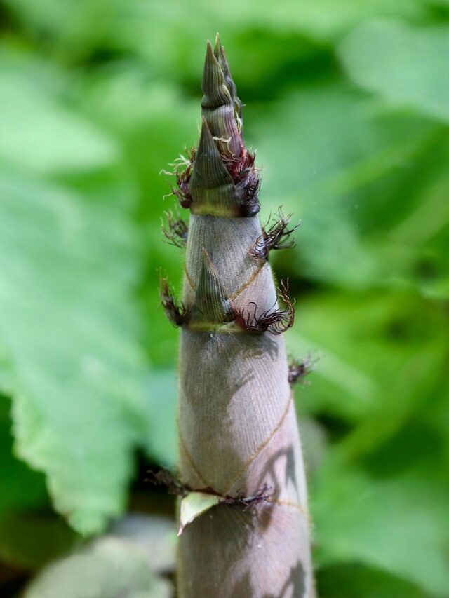 Bamboo Shoot Benefits in Traditional Indian Medicine