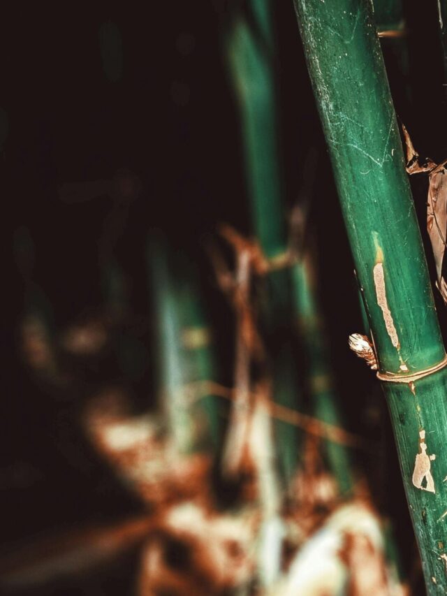 Top 10 Countries Leading the Bamboo Industry in 2024
